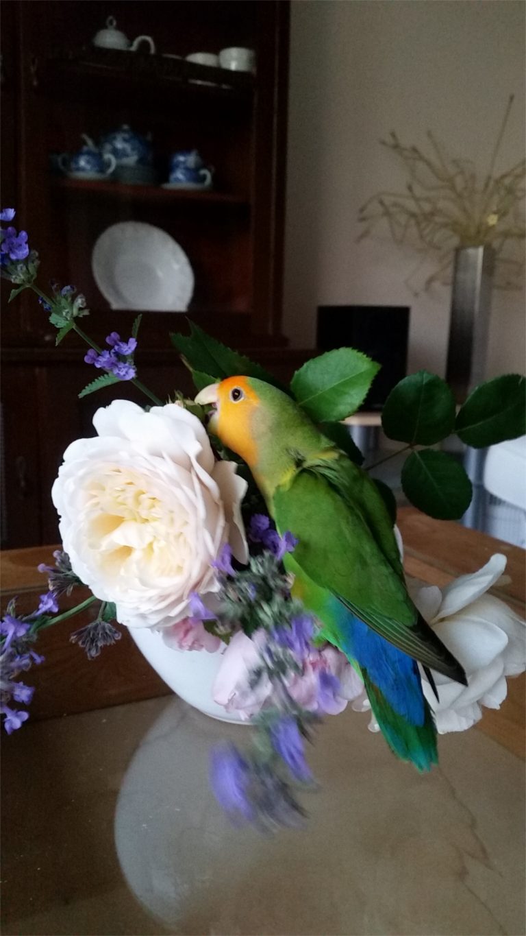 Charlene und meine Rosen