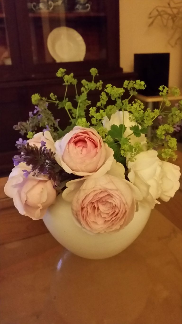 Rosen aus meinem Garten